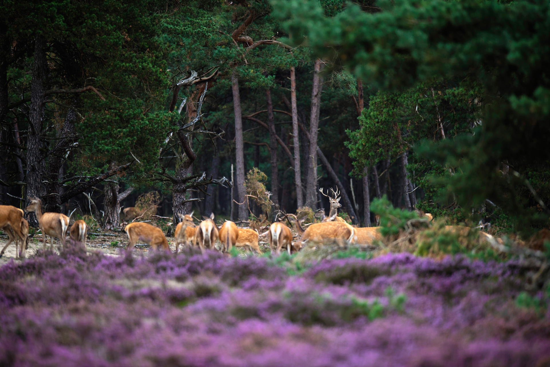 Edelherten op de heide
